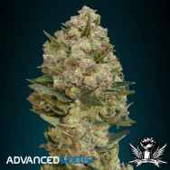 Advanced Seeds Critical